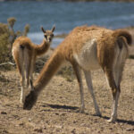 IMG_7928 copy