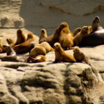 08-Rada Tilly-Lisandro Crespo