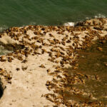 15-Rada Tilly-Lisandro Crespo