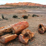 ANP BOSQUE PETRIFICADO SARMIENTO