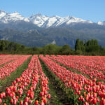 Copia de Tulipanes 1