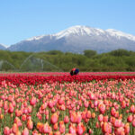 Copia de Tulipanes 2