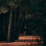 Corredordelosandes826