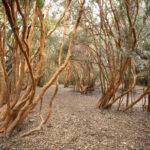 LAGO PUELO 2022 - LISANDRO CRESPO-01