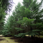 LAGO PUELO 2022 - LISANDRO CRESPO-26