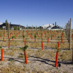 Las Bardas - Trelew - 020