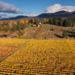 MF_042024_VendimiaContraCorriente_0485